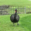 松樹(shù)谷二隊(duì)V疙螺怪