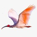 松樹(shù)谷二隊(duì)V花卷